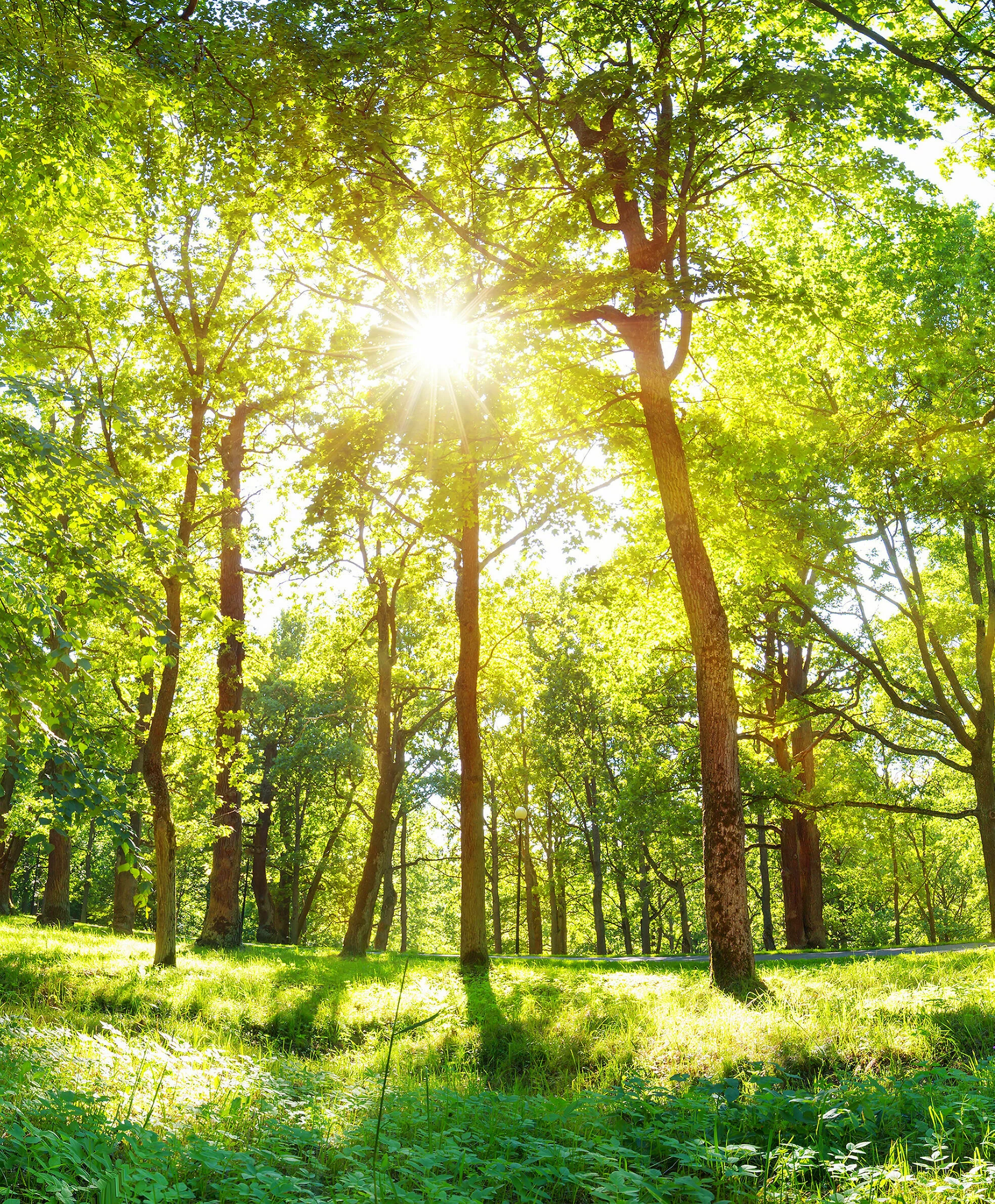 Wald mit dünnen und dicken Bäumen mit grünen Ästen und auf einer grünen Wiese